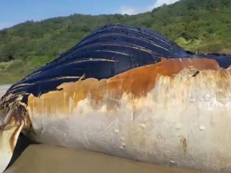 (VIDEO) Enorme ballena jorobada aparece muerta en playa de Guerrero