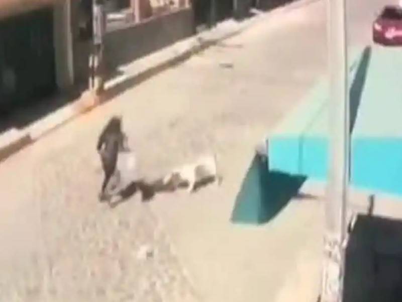 Perros pitbull atacan y muerden a niña de dos años en el Edomex