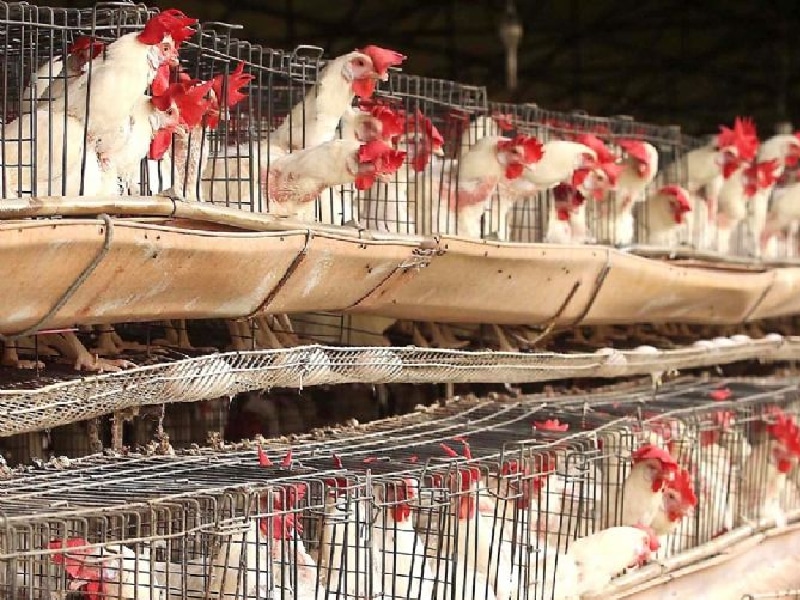 Detectan un brote de gripe aviar en granja de Yucatán