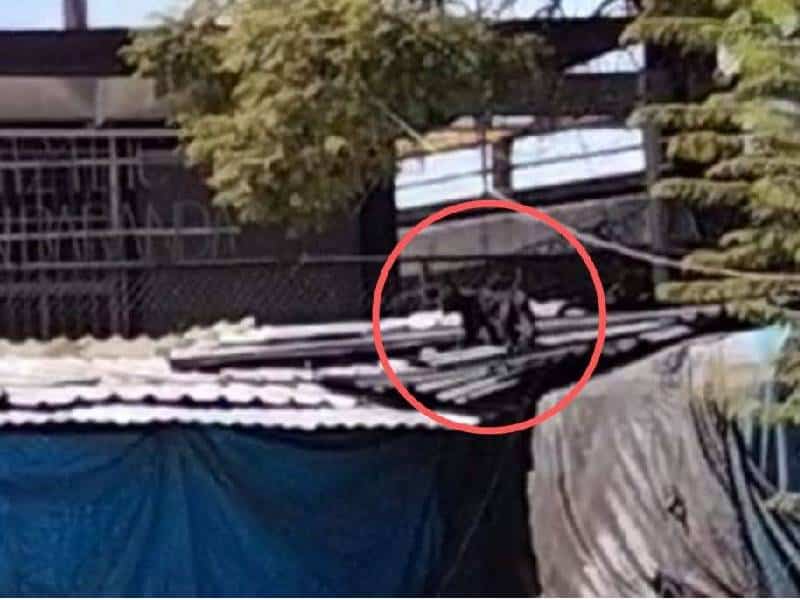 Concluye búsqueda de pantera en Metro Tacuba; no hay indicios del felino