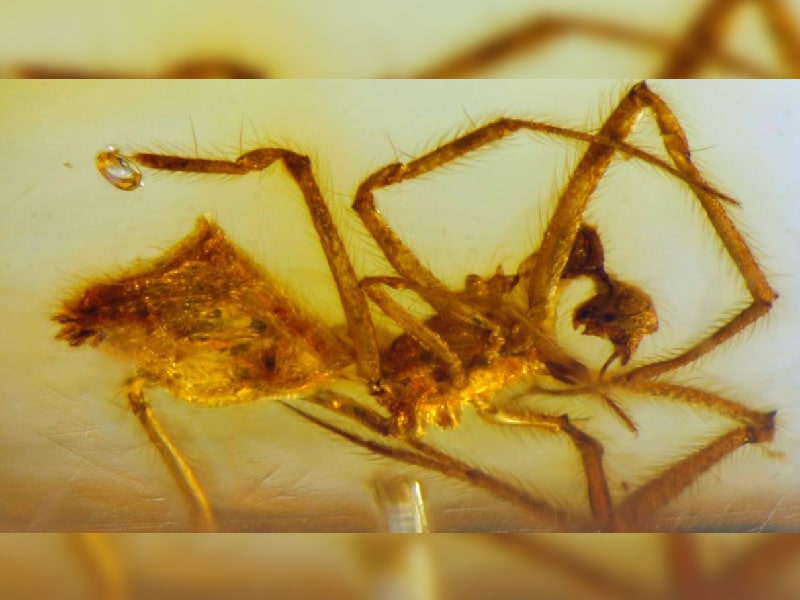 Descubren dos arañas fosilizadas en ámbar