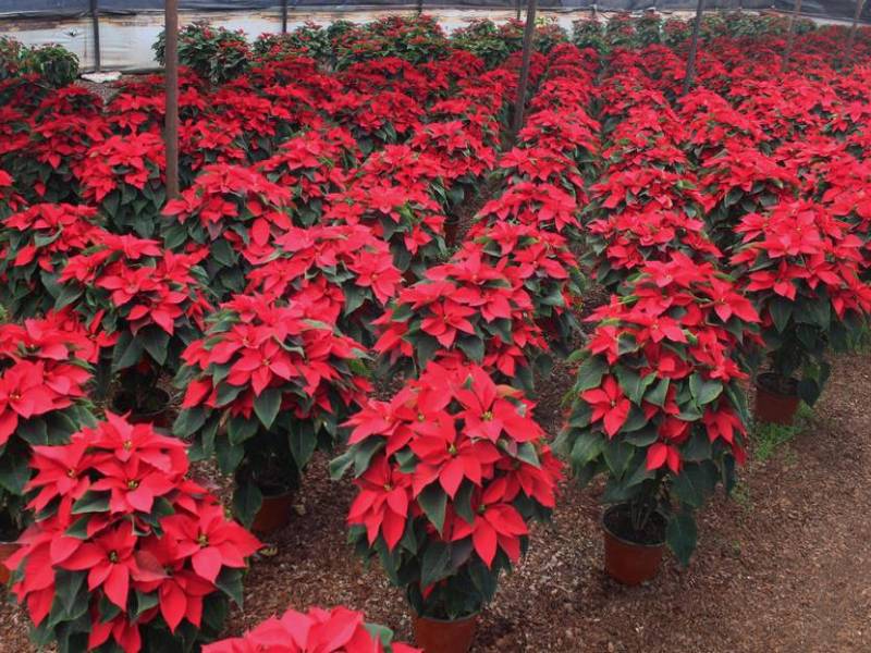 El Festival de Flores de Nochebuena ya llegó