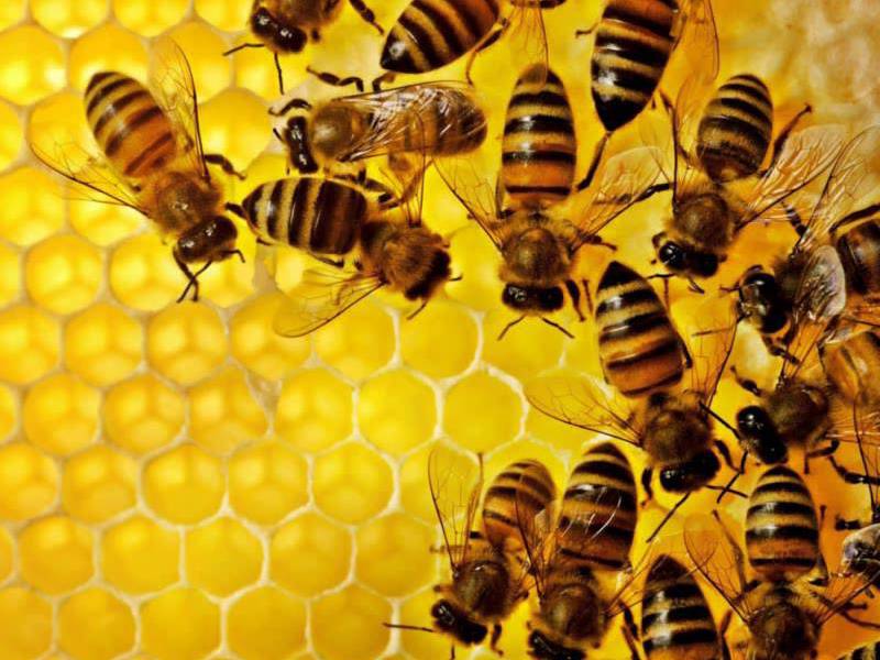Entregan paquetes de abeja reina a productores de diversos municipios