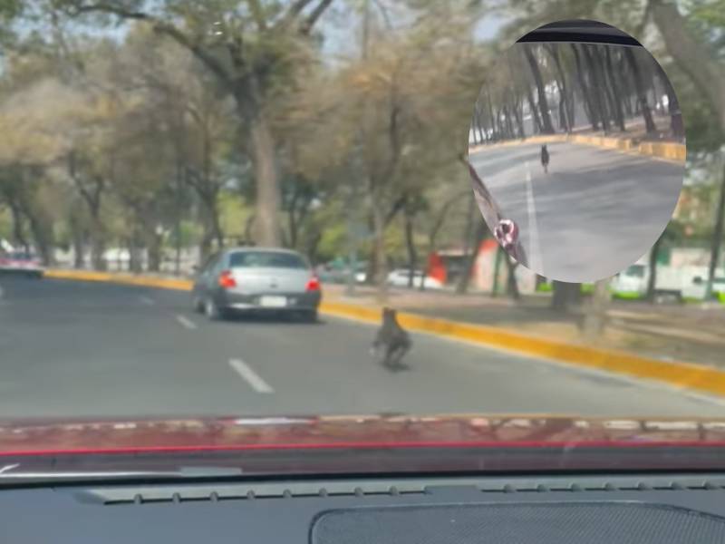 "Qué poca": Carro baja a un perrito y este los persigue