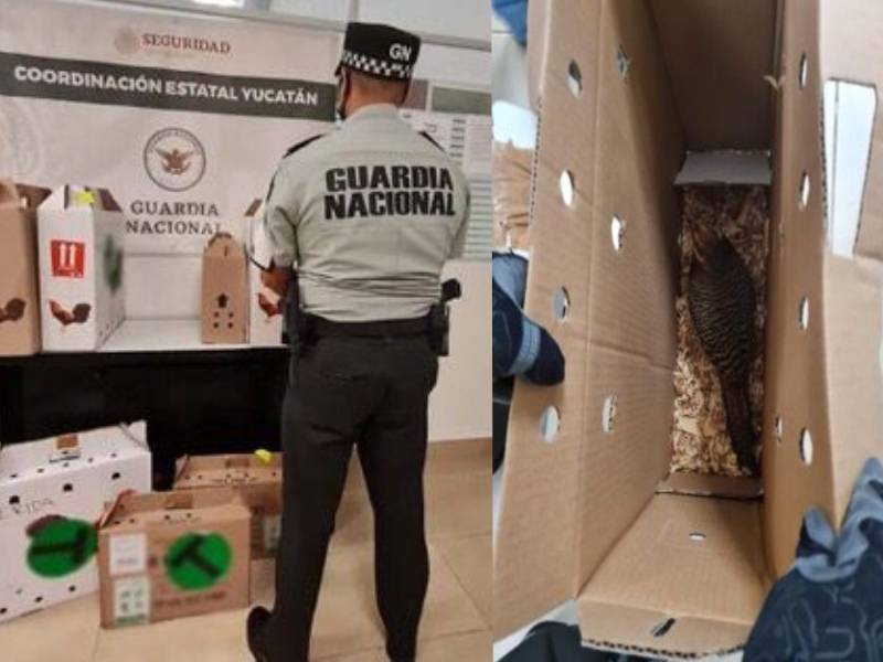 Asegura Guardia Nacional ejemplares de faisán en aeropuerto de Mérida