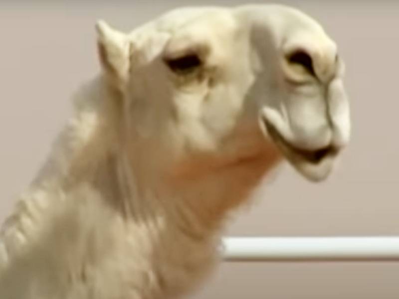 Descalifican a 43 camellos de concurso de belleza