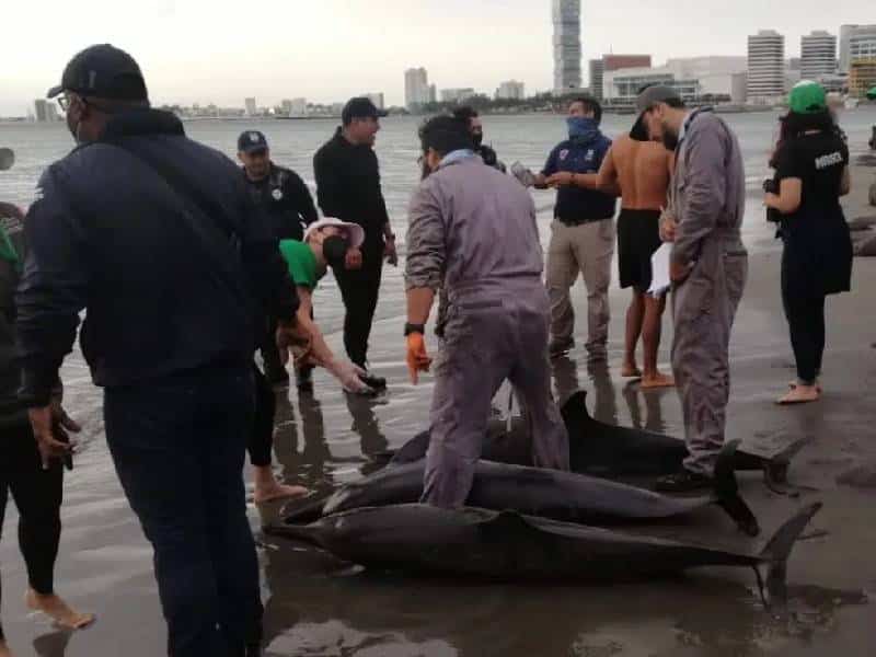 Mueren tres de 10 delfines que encallaron en Boca del Río