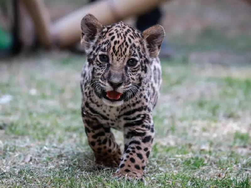 Senadores piden a gobierno federal, proteger al jaguar