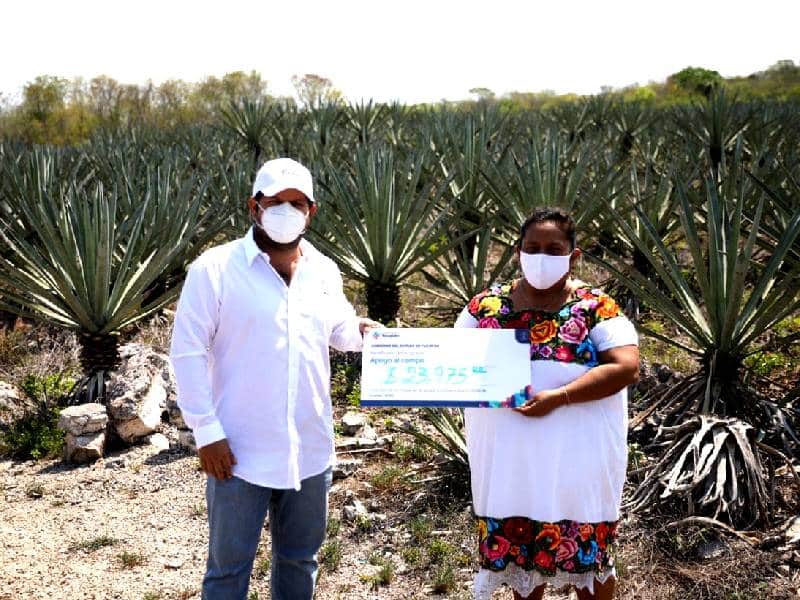 Benefician a centenas de henequeneros en Yucatán