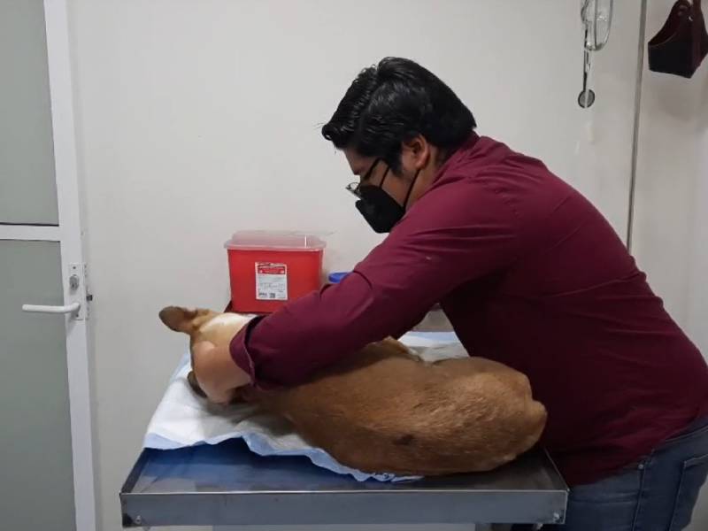 Colocan y explotan pirotecnia en el hocico de perrito