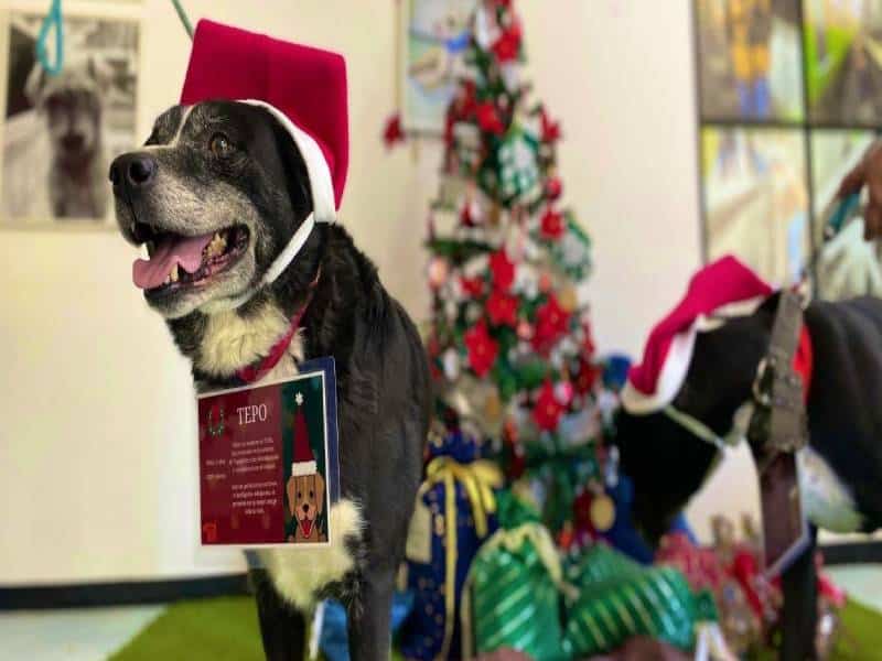 Lomitos rescatados del Metro serán ayudantes de los Reyes Magos