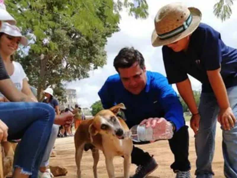 Reactivan operación rescate de perritos de Kukulcán en Chichén Itzá