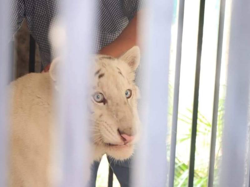 Shiva, la tigresa albina que permanecerá en Tizimín por tiempo indefinido