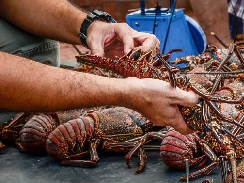 Mejora la captura de langosta