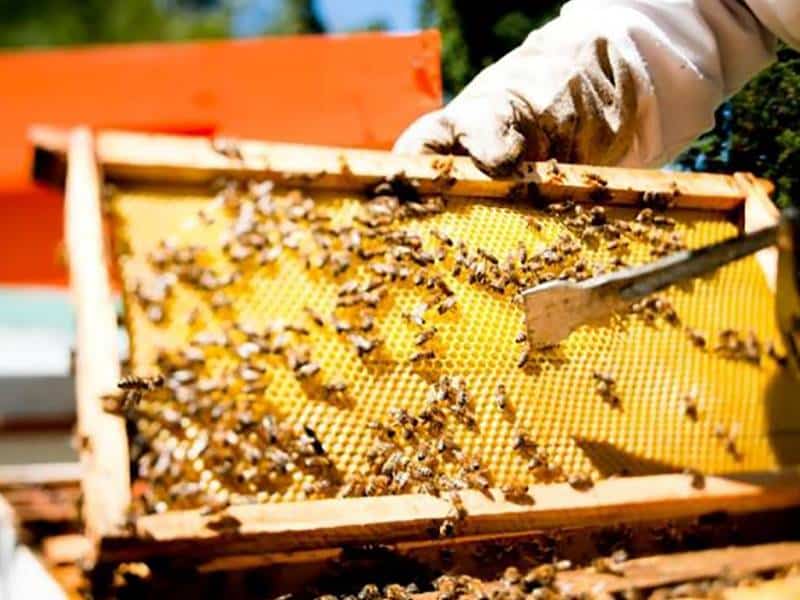 Registran mejor nivel en producción de miel