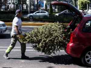 A partir del 12 al 31 de enero inicia campaña "Árbol por Árbol"