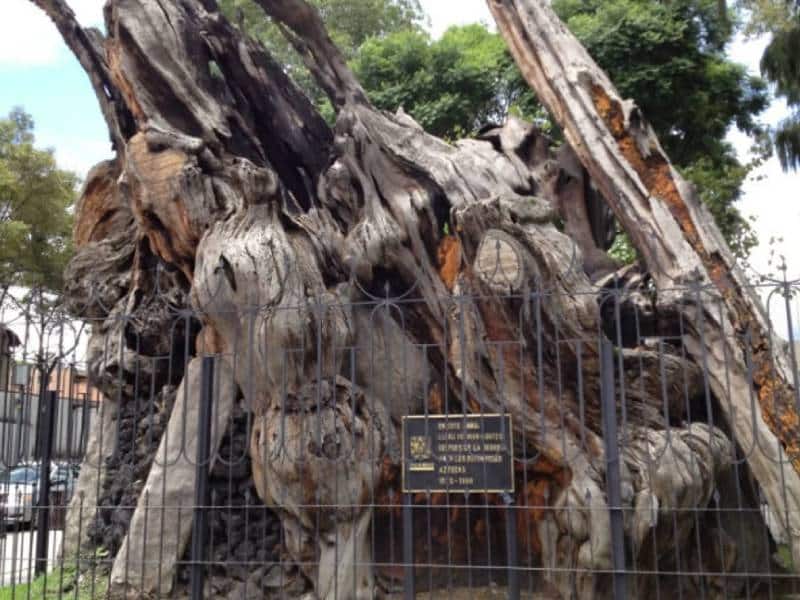 Hace 42 años “el árbol de la noche” triste vivió su segundo incendio