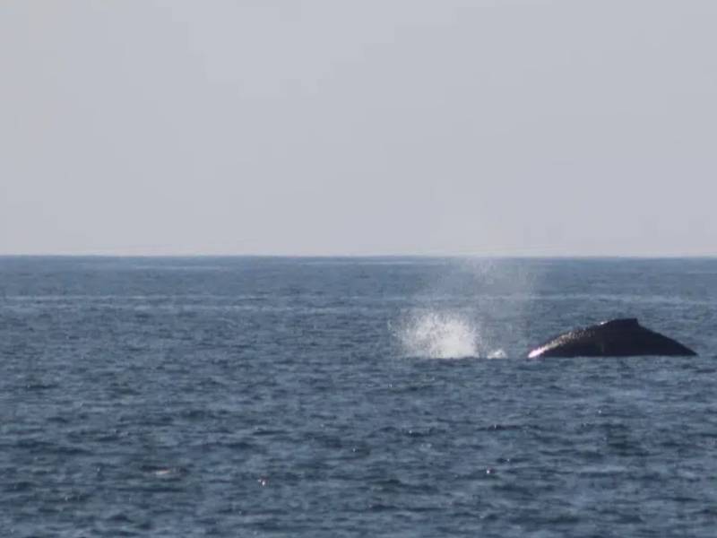 Avistamiento de ballenas jorobadas en Pie de la Cuesta