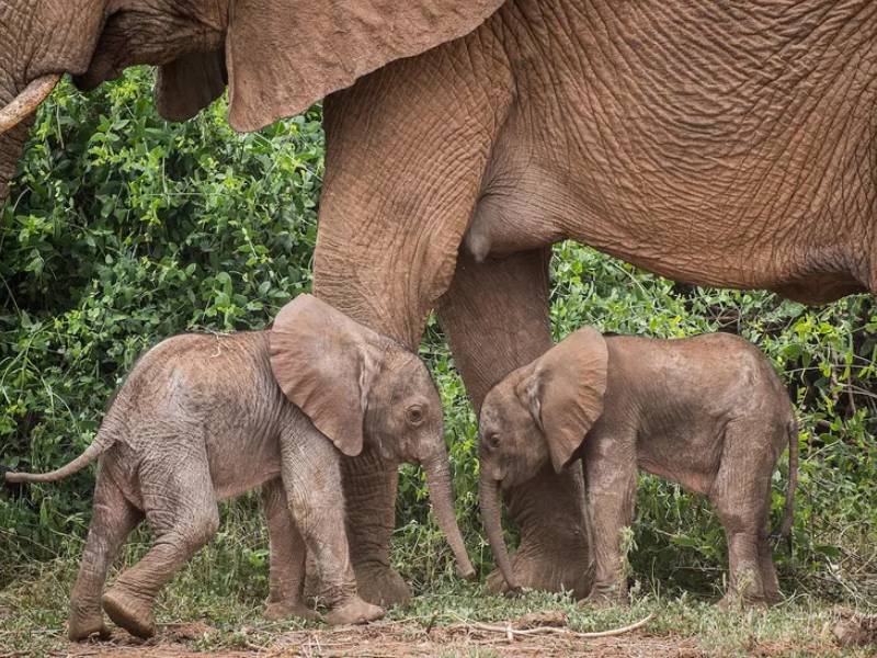 Elefanta da a luz a gemelos en la reserva de Samburu