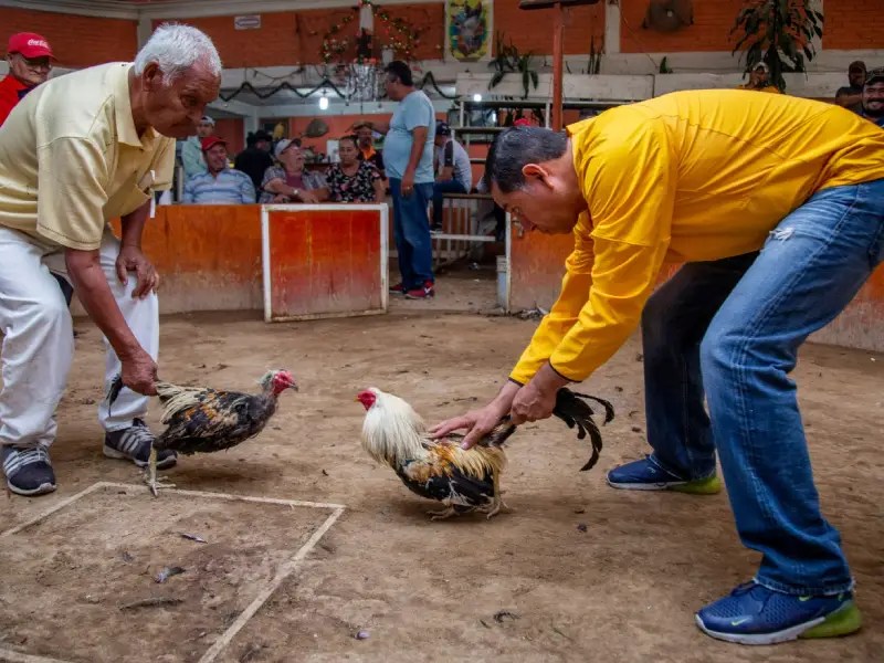 Organizaban peleas clandestinas de gallos