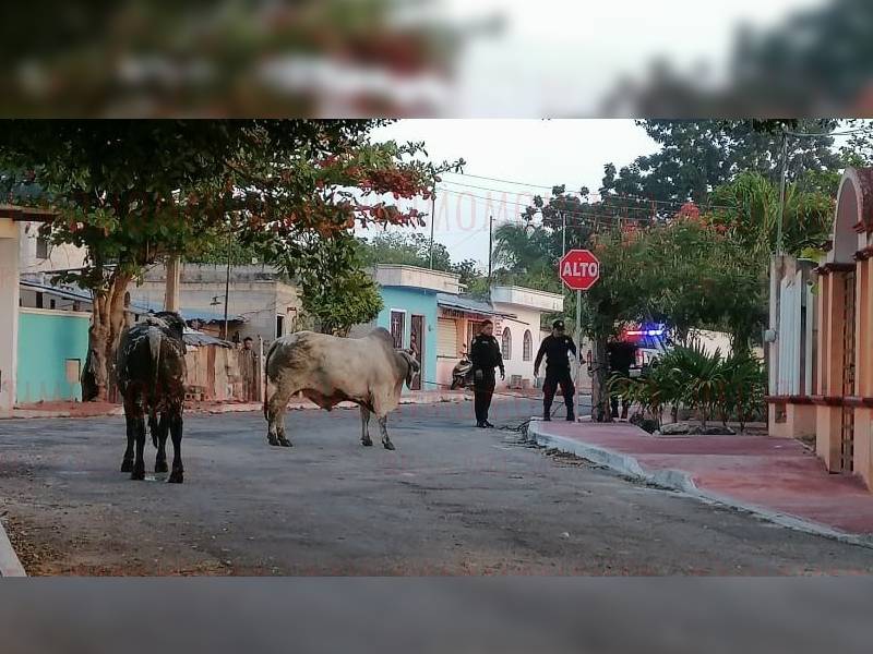 Tremendo susto se llevaron vecinos al ver toros por sus calles