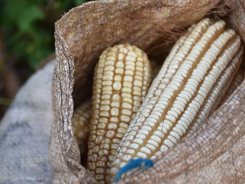 Peligra en el municipio de Peto la semilla el maíz nativo