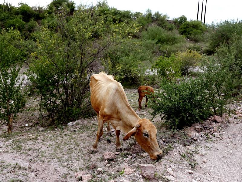Prevén sequía para el campo yucateco