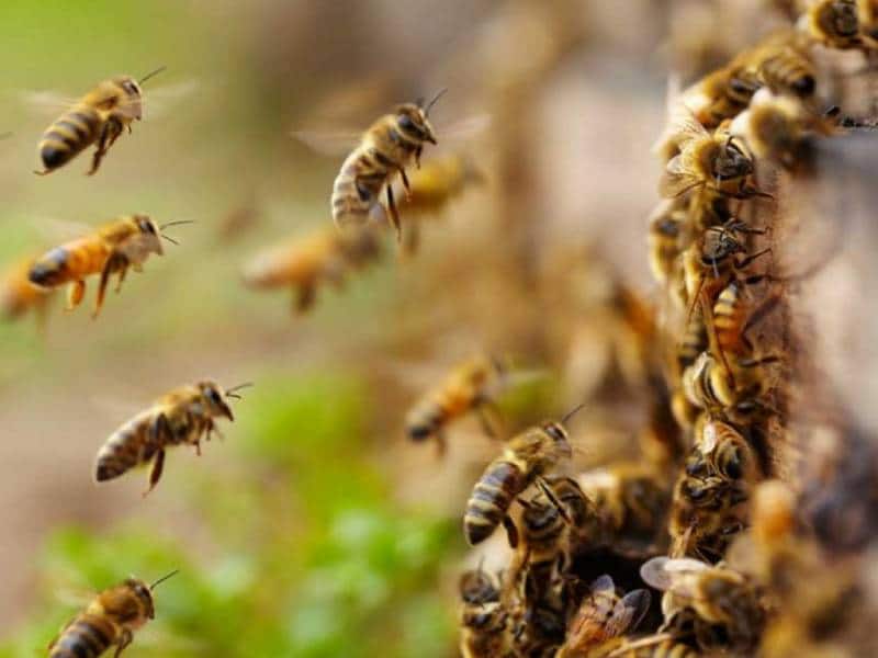 Enjambre de abejas