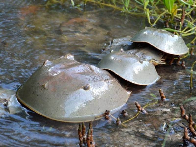 cacerolitas de mar en yucatan