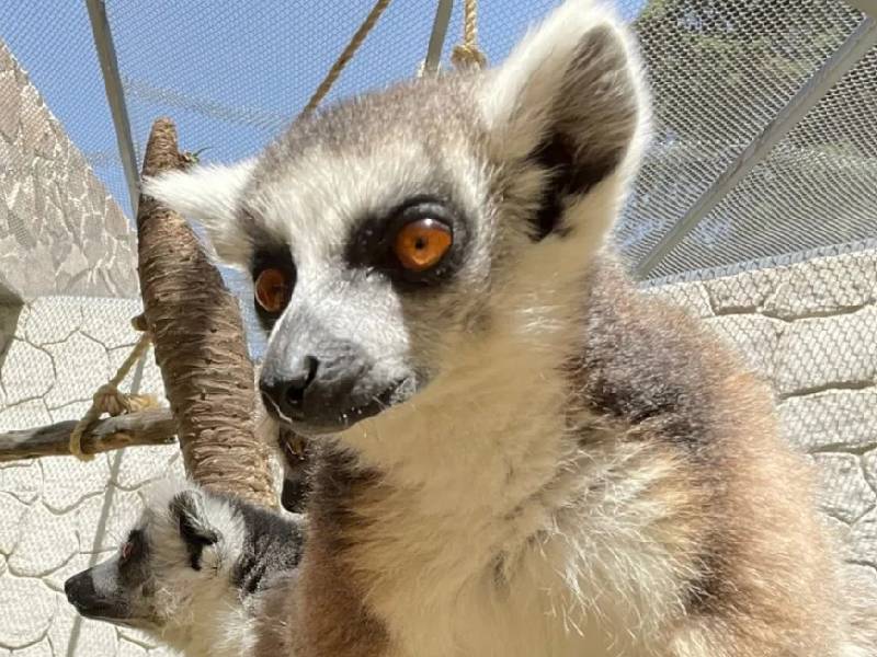 Lémur ataca a un niño en un zoológico