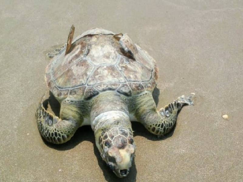 Localizan muerta a una tortuga en Progreso
