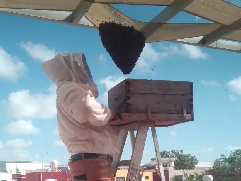 Rescatistas perservan la vida de las abejas