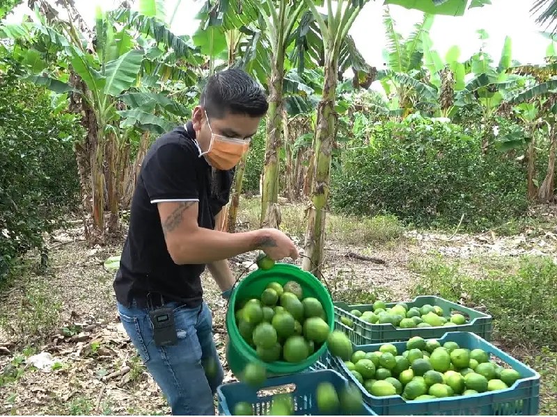 Presentan iniciativa contra robo agrícola