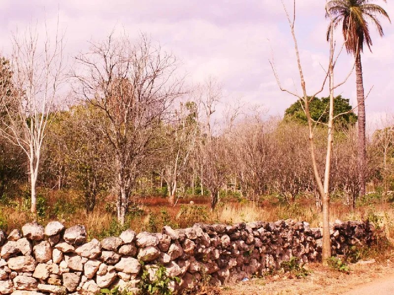 Golpea sequía a Yucatán y Q. Roo