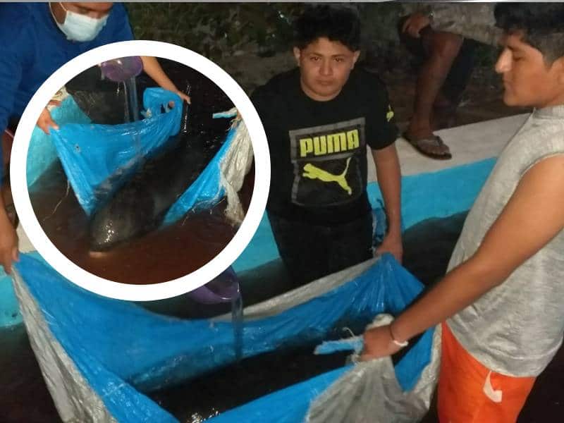 Salvan cetáceo en Dzilam de Bravo