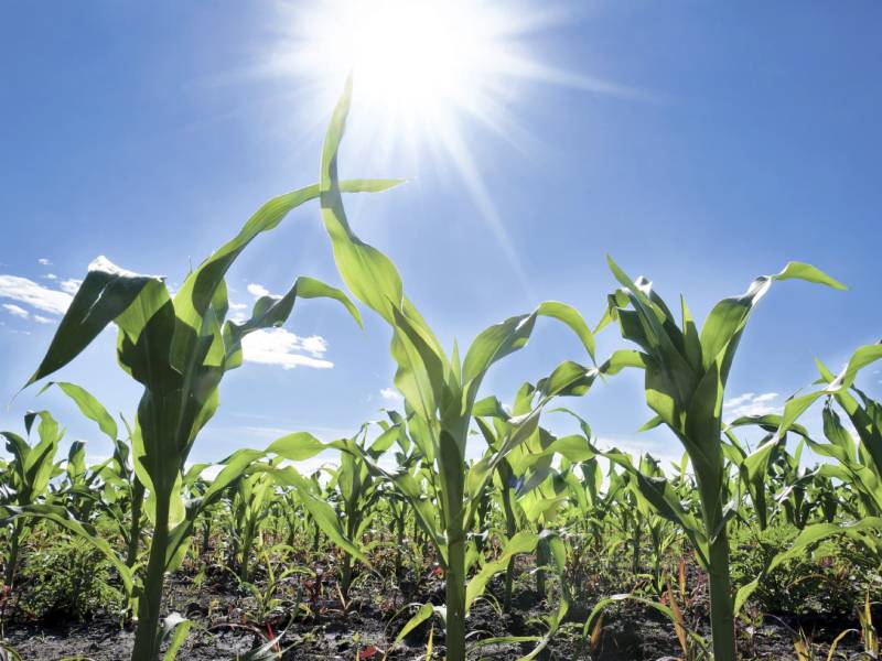 Cultivos agrícolas robo