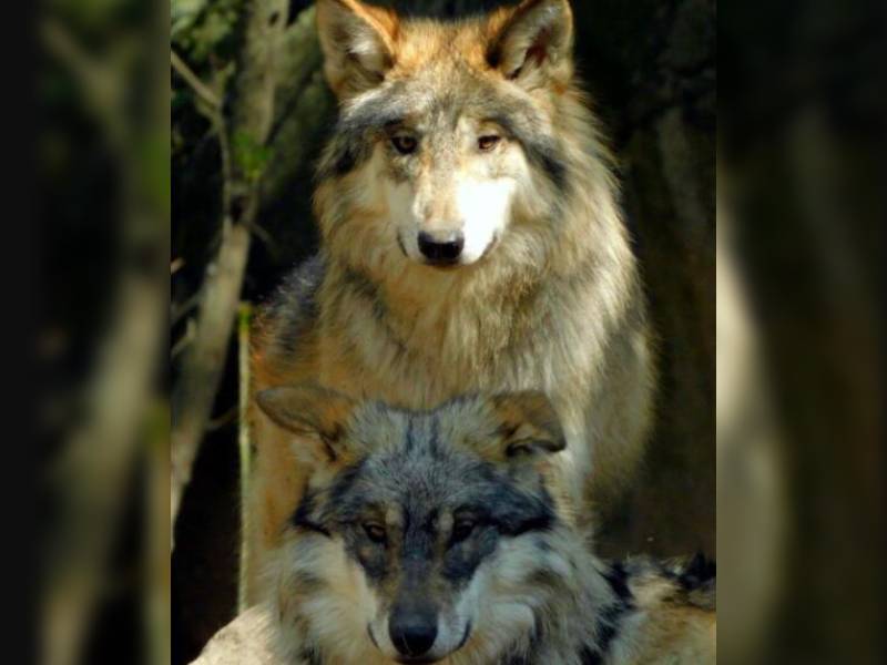 Investigan los decesos de 2 lobos
