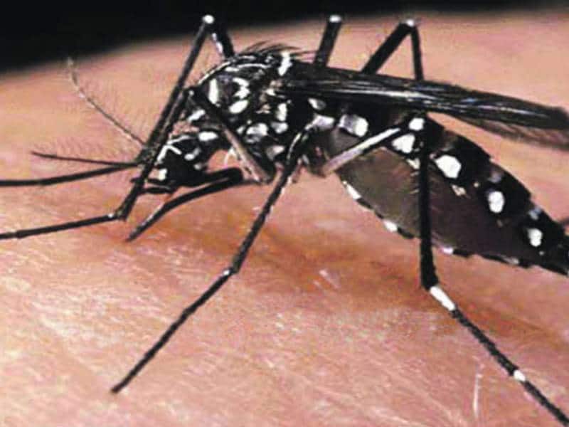Combaten mosquito Aedes Aegypti