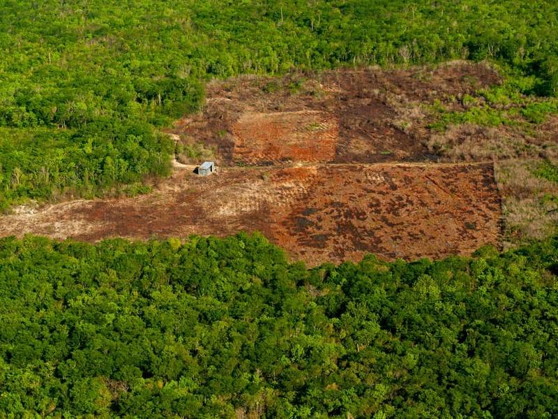 Incide depredación de la selva en aumento de la temperatura