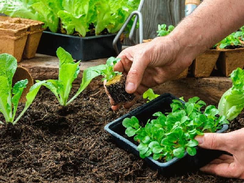 Invitan a niños a curso de herbolaria