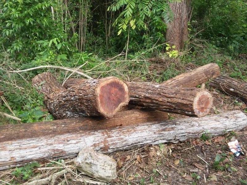 Llaman a investigar tráfico ilegal de madera en Espita