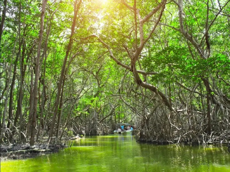 Valorarán calidad de carbono en manglares