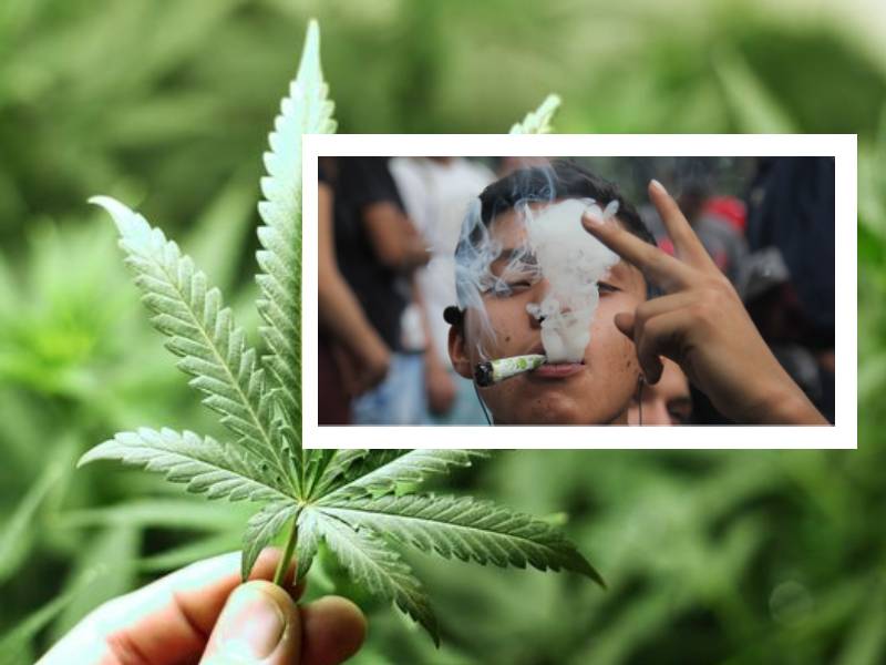 Prevalece el consumo de marihuana entre jóvenes