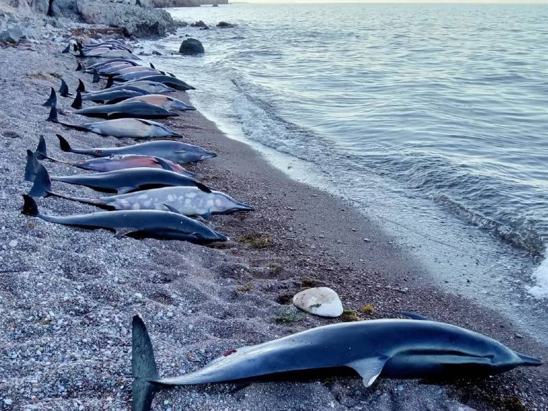 DELFINES MUERTOS