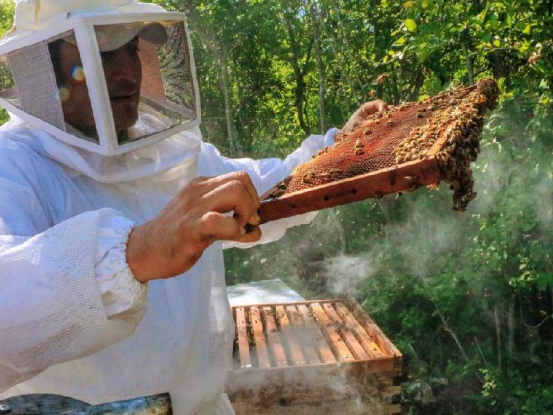 proteger a abejas