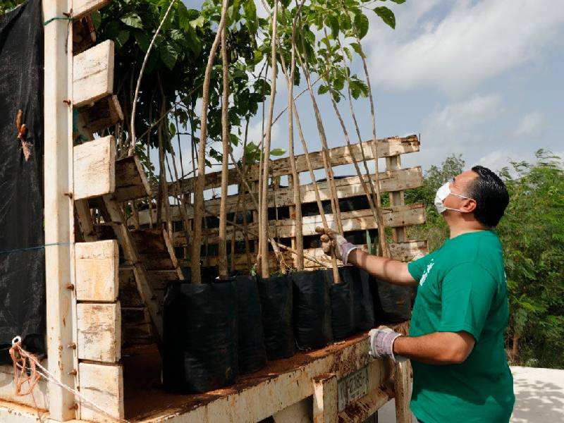 Mérida recibe por tercera ocasión el reconocimiento de Ciudad Árbol del Mundo