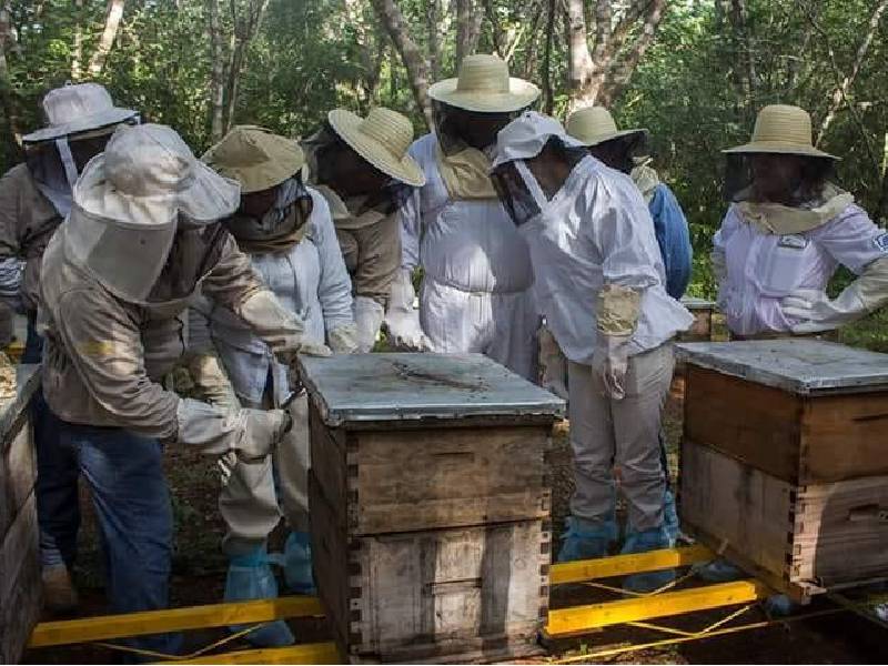 Se mantiene el apoyo a la apicultura para recuperar colmenas