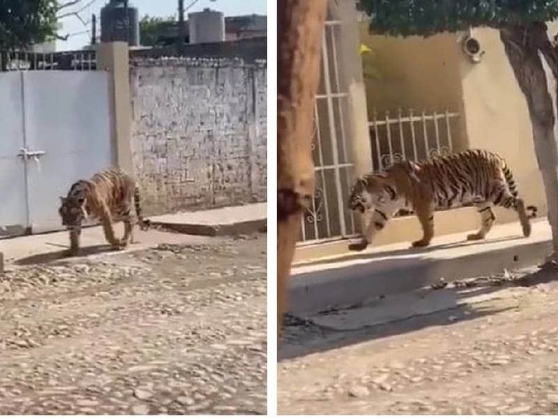 VIDEO. Captan a tigre de bengala deambulando por las calles
