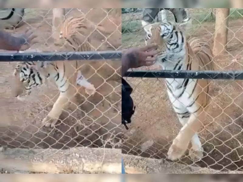 Imágenes fuertes: Captan en video ataque de un tigre a su cuidador