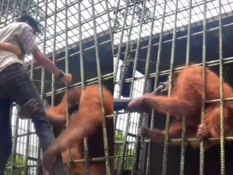 influencer orangután